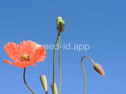 poppy, field